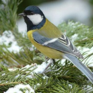 Winter Bird Food Recipes Image